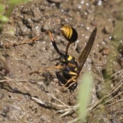 Sceliphron formosum at Dunlop, ACT - 2 Jan 2019 11:02 AM