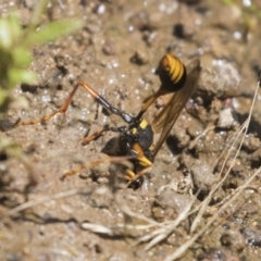 Sceliphron formosum at Dunlop, ACT - 2 Jan 2019