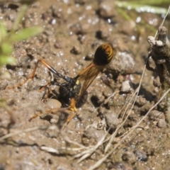 Sceliphron formosum at Dunlop, ACT - 2 Jan 2019 11:02 AM