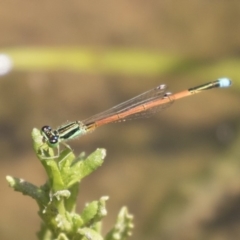 Ischnura aurora (Aurora Bluetail) at Dunlop, ACT - 2 Jan 2019 by AlisonMilton