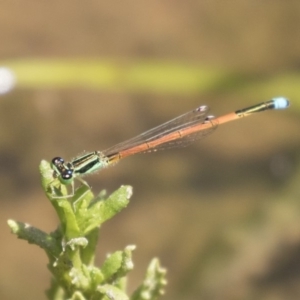 Ischnura aurora at Dunlop, ACT - 2 Jan 2019