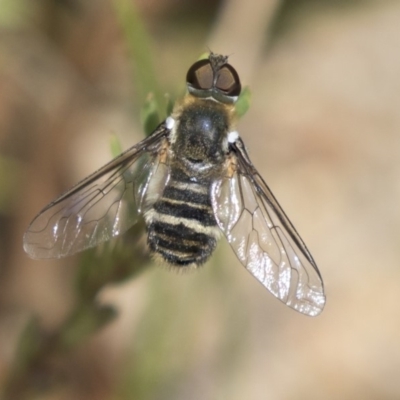 Villa sp. (genus) (Unidentified Villa bee fly) at Dunlop, ACT - 2 Jan 2019 by Alison Milton