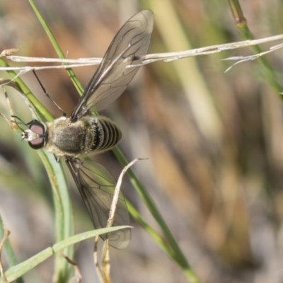 Comptosia sp. (genus) (Unidentified Comptosia bee fly) at Dunlop, ACT - 19 Jan 2019 by AlisonMilton