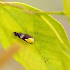 Brunotartessus fulvus (Yellow-headed Leafhopper) at Dunlop, ACT - 19 Jan 2019 by AlisonMilton