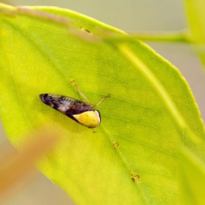 Brunotartessus fulvus (Yellow-headed Leafhopper) at Dunlop, ACT - 19 Jan 2019 by AlisonMilton