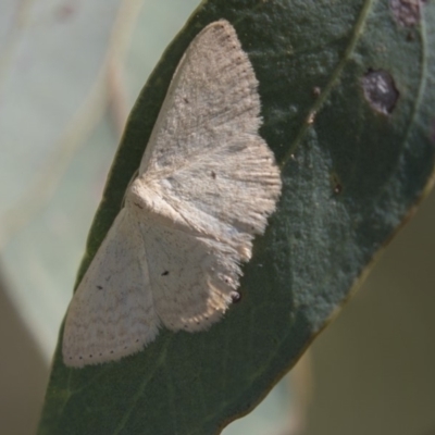 Scopula optivata (Varied Wave) at Dunlop, ACT - 19 Jan 2019 by AlisonMilton