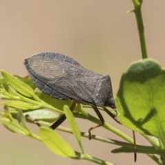 Amorbus sp. (genus) (Eucalyptus Tip bug) at The Pinnacle - 19 Jan 2019 by Alison Milton