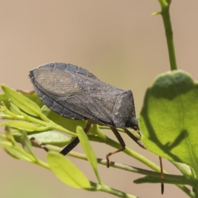 Amorbus sp. (genus) (Eucalyptus Tip bug) at Hawker, ACT - 19 Jan 2019 by AlisonMilton