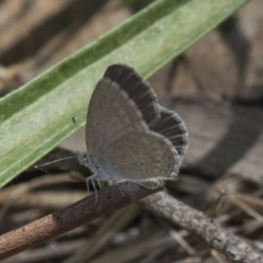 Zizina otis (Common Grass-Blue) at Hawker, ACT - 19 Jan 2019 by Alison Milton