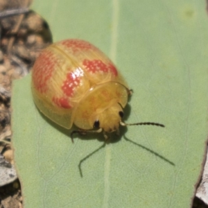 Paropsisterna fastidiosa at Hawker, ACT - 19 Jan 2019