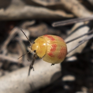 Paropsisterna fastidiosa at Hawker, ACT - 19 Jan 2019