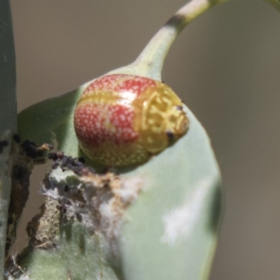 Paropsisterna fastidiosa (Eucalyptus leaf beetle) at Hawker, ACT - 19 Jan 2019 by AlisonMilton