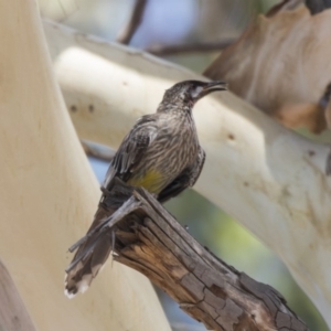 Anthochaera carunculata at Hawker, ACT - 19 Jan 2019