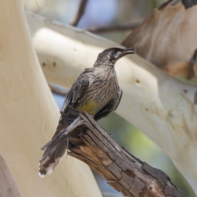 Anthochaera carunculata (Red Wattlebird) at Hawker, ACT - 19 Jan 2019 by AlisonMilton