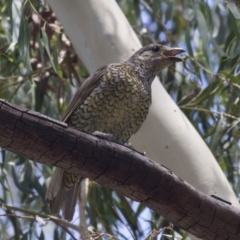 Ptilonorhynchus violaceus (Satin Bowerbird) at Hawker, ACT - 19 Jan 2019 by Alison Milton