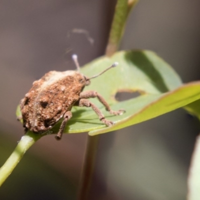 Oxyops fasciculatus (A weevil) at The Pinnacle - 19 Jan 2019 by Alison Milton