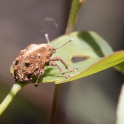 Oxyops fasciculatus (A weevil) at Hawker, ACT - 19 Jan 2019 by AlisonMilton