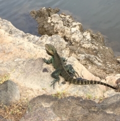 Intellagama lesueurii howittii (Gippsland Water Dragon) at Coree, ACT - 27 Feb 2019 by JaneR