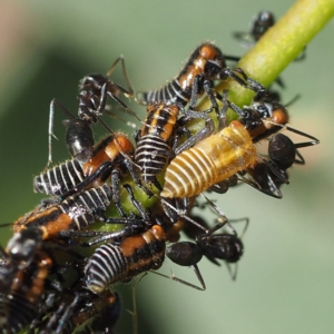 Eurymelinae (subfamily) at O'Connor, ACT - 24 Feb 2019