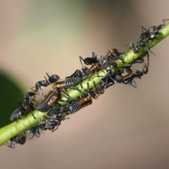 Eurymelinae (subfamily) at O'Connor, ACT - 24 Feb 2019 04:59 PM