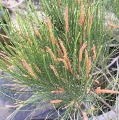 Casuarina cunninghamiana subsp. cunninghamiana (River She-Oak, River Oak) at Coree, ACT - 27 Feb 2019 by JaneR