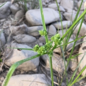 Cyperus eragrostis at Stromlo, ACT - 27 Feb 2019