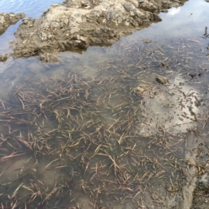 Vallisneria australis at Coree, ACT - 27 Feb 2019 05:56 PM