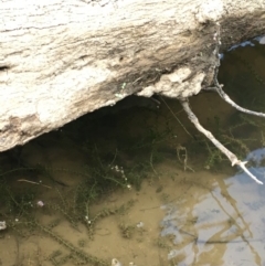 Elodea canadensis (Canadian Pondweed) at Coree, ACT - 27 Feb 2019 by JaneR