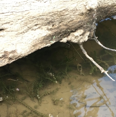 Elodea canadensis (Canadian Pondweed) at Coree, ACT - 27 Feb 2019 by JaneR