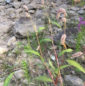 Persicaria lapathifolia at Coree, ACT - 27 Feb 2019 05:43 PM