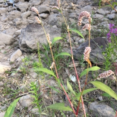 Persicaria lapathifolia (Pale Knotweed) at Coree, ACT - 27 Feb 2019 by JaneR