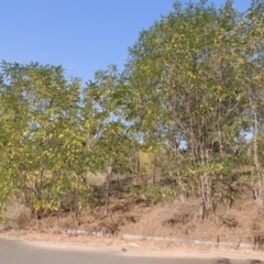 Robinia pseudoacacia at Theodore, ACT - 27 Feb 2019