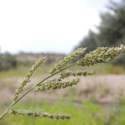 Echinochloa crus-galli (Barnyard Grass) at Tharwa, ACT - 3 Feb 2019 by michaelb