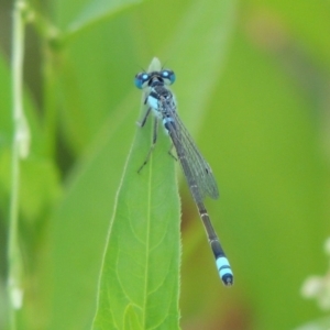 Ischnura heterosticta at Tharwa, ACT - 3 Feb 2019