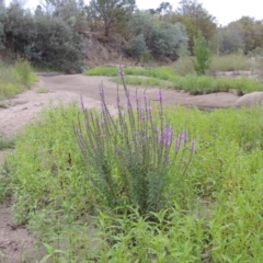 Lythrum salicaria (Purple Loosestrife) at Tharwa, ACT - 3 Feb 2019 by michaelb