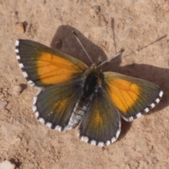 Lucia limbaria (Chequered Copper) at Symonston, ACT - 25 Feb 2019 by Christine