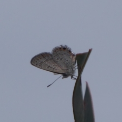 Acrodipsas myrmecophila (Small Ant-blue Butterfly) at Symonston, ACT - 26 Feb 2019 by Christine