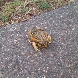 Limnodynastes dumerilii at Molonglo Valley, ACT - 25 Aug 2015 10:12 AM