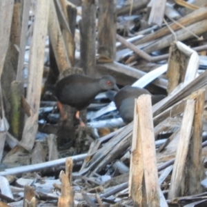 Zapornia tabuensis at Fyshwick, ACT - 9 Feb 2019 07:05 AM