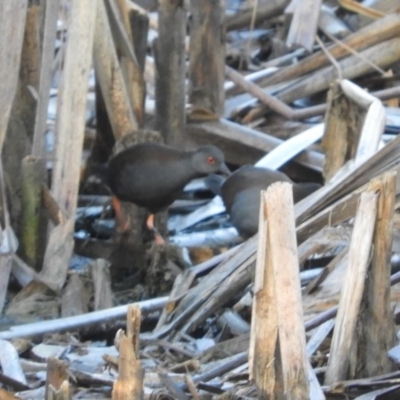 Zapornia tabuensis (Spotless Crake) at Fyshwick, ACT - 8 Feb 2019 by Christine