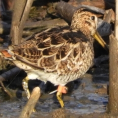 Gallinago hardwickii (Latham's Snipe) at Fyshwick, ACT - 9 Feb 2019 by Christine