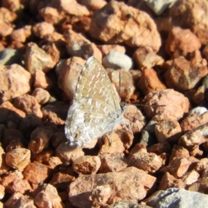 Theclinesthes serpentata at Fyshwick, ACT - 9 Feb 2019 09:08 AM