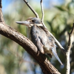 Todiramphus sanctus (Sacred Kingfisher) at Paddys River, ACT - 10 Feb 2019 by Christine