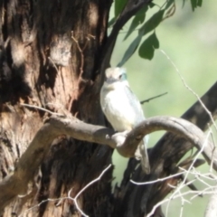 Todiramphus sanctus at Paddys River, ACT - 11 Feb 2019 09:34 AM