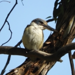 Todiramphus sanctus at Paddys River, ACT - 11 Feb 2019