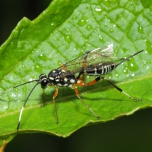 Stenarella victoriae at Acton, ACT - 28 Feb 2019