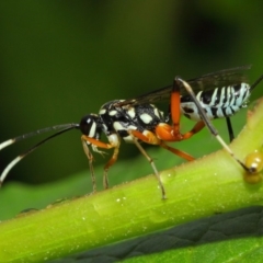 Stenarella victoriae at Acton, ACT - 28 Feb 2019