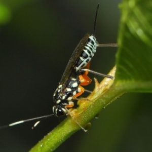 Xanthocryptus novozealandicus at Acton, ACT - 28 Feb 2019 08:35 AM