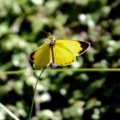 Eurema smilax (Small Grass-yellow) at Wombeyan Caves, NSW - 28 Feb 2019 by DPRees125