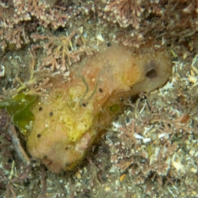 Unverified Sea Slug, Sea Hare or Bubble Shell at Tathra, NSW - 28 Feb 2019 by bdixon75